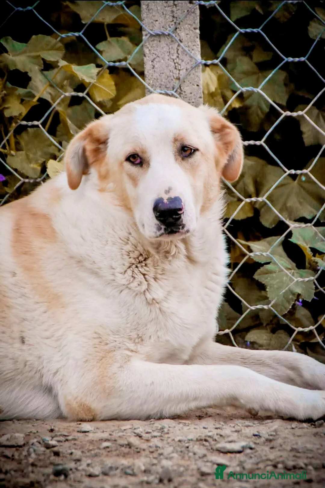 Meticcio cani in regalo: Miguel - Annuncio 1