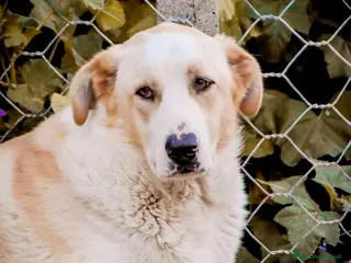 Meticcio cani Miguel - Annuncio 7