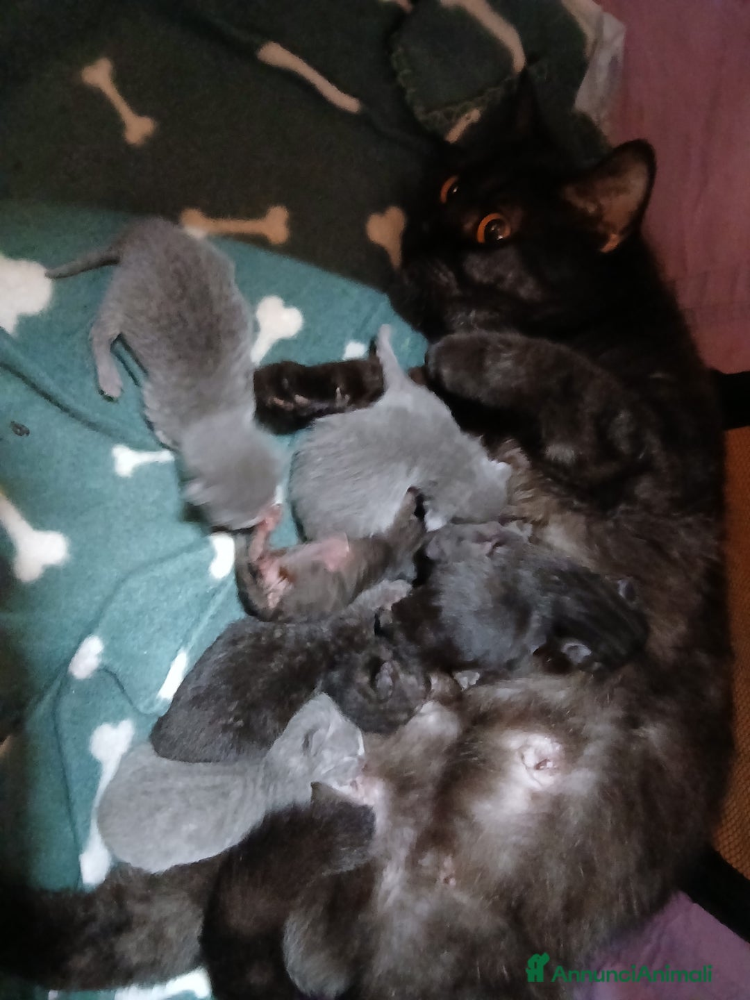 Scottish gatti in vendita: Cuccioli scottish straight - Annuncio 11