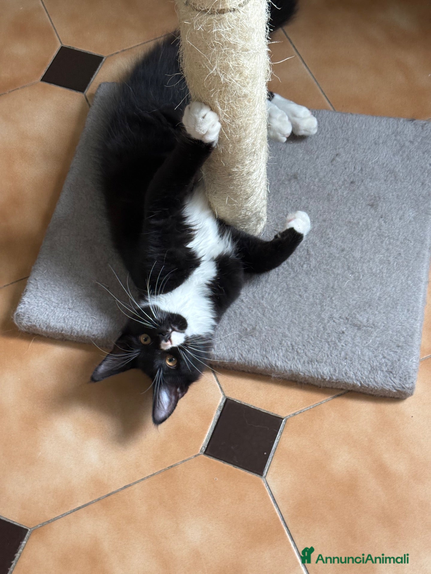 Maine Coon gatti Maine Coon  - Annuncio 11