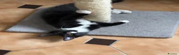 Maine Coon gatti in vendita: Maine Coon  - Annuncio 1