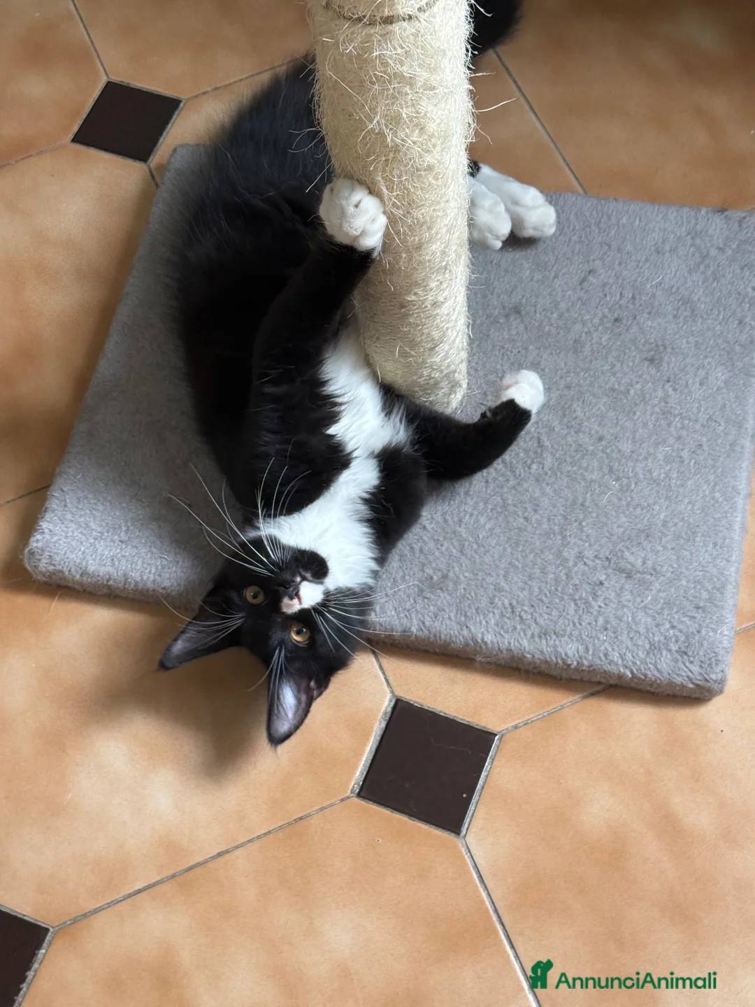 Maine Coon gatti in vendita: Maine Coon  - Annuncio 1