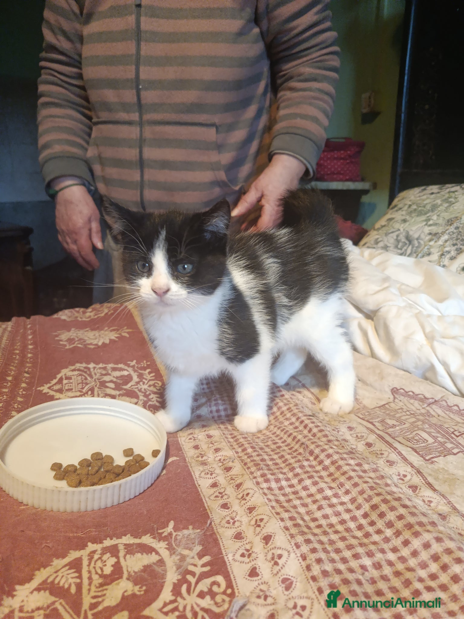 Meticcio gatti Regalo gattino - Annuncio 1
