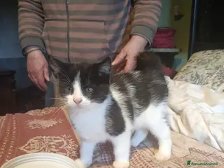 Meticcio gatti Regalo gattino - Annuncio 1