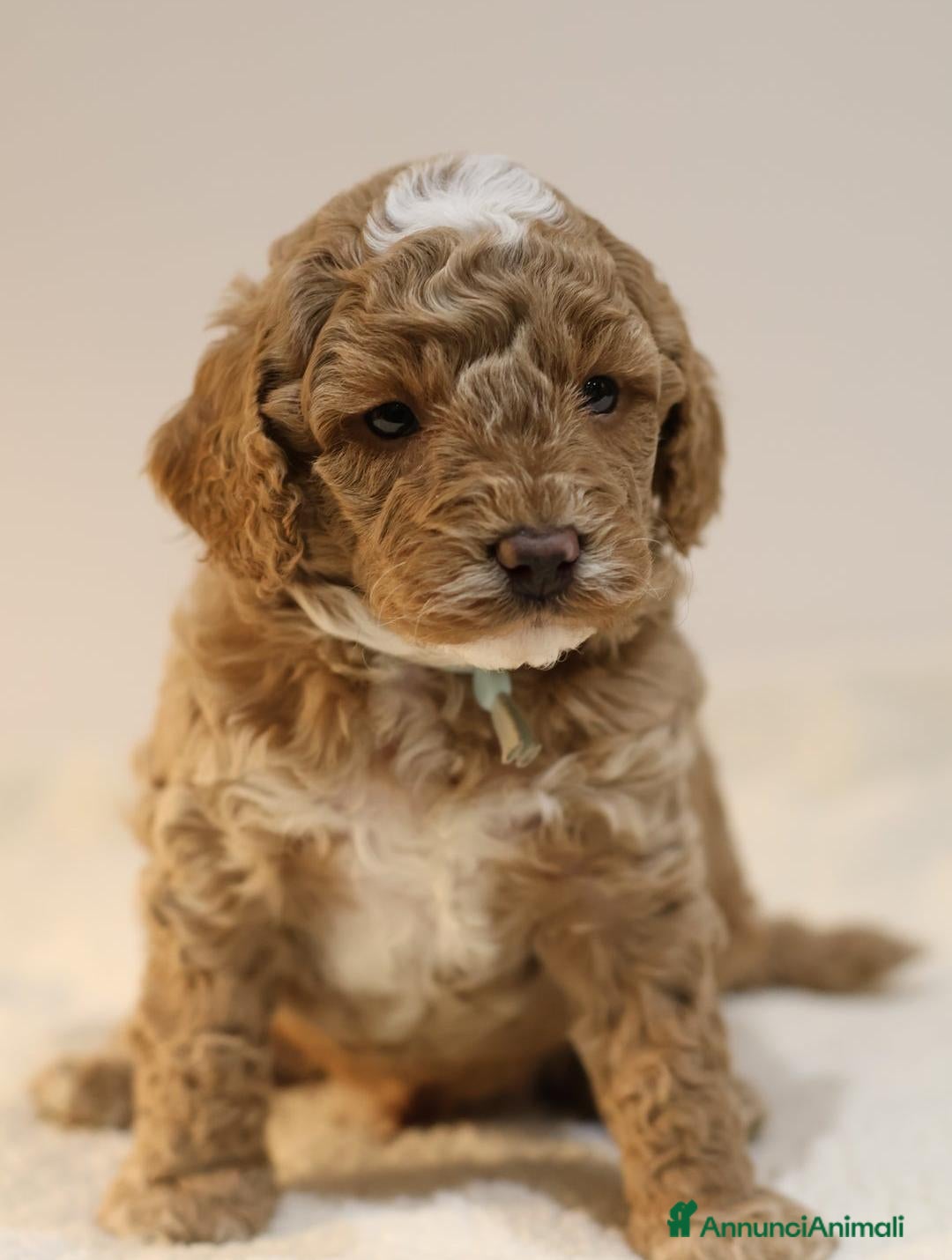 Meticcio cani in vendita: Cuccioli di F1BB Cavapoo Rosso & Crema - Annuncio 7