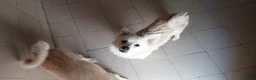 Meticcio cani in regalo: IL DOLCE BISCOTTO HA BISOGNO DI UNA FAMIGLIA  - Annuncio 2