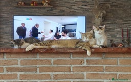 Altre razze gatti in regalo: Cuccioli di gatto  - Annuncio 7