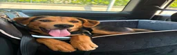 Meticcio cani in vendita: Cucciolo  a Provincia di Lecco - Annuncio 1