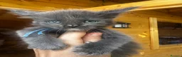 Maine Coon gatti in vendita: Cuccioli Blue e Blue Silver tabby - Annuncio 8