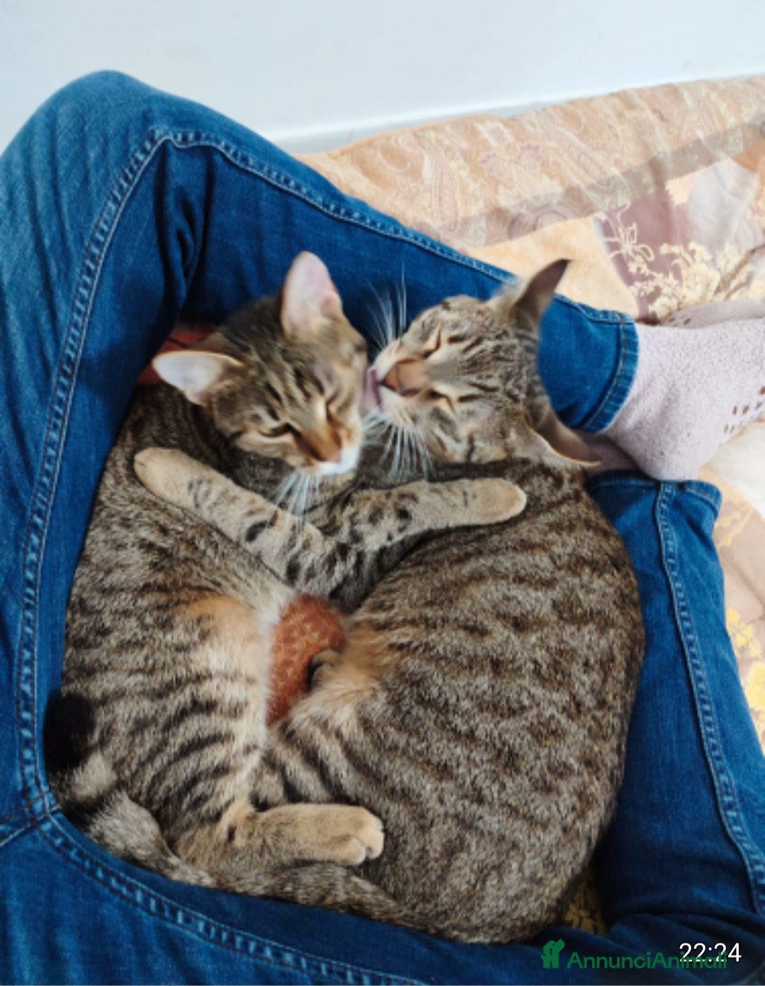 Europeo gatti 2mici tigrati grigi 7mesi e 1/2 SOS CASA BARI - Annuncio 2