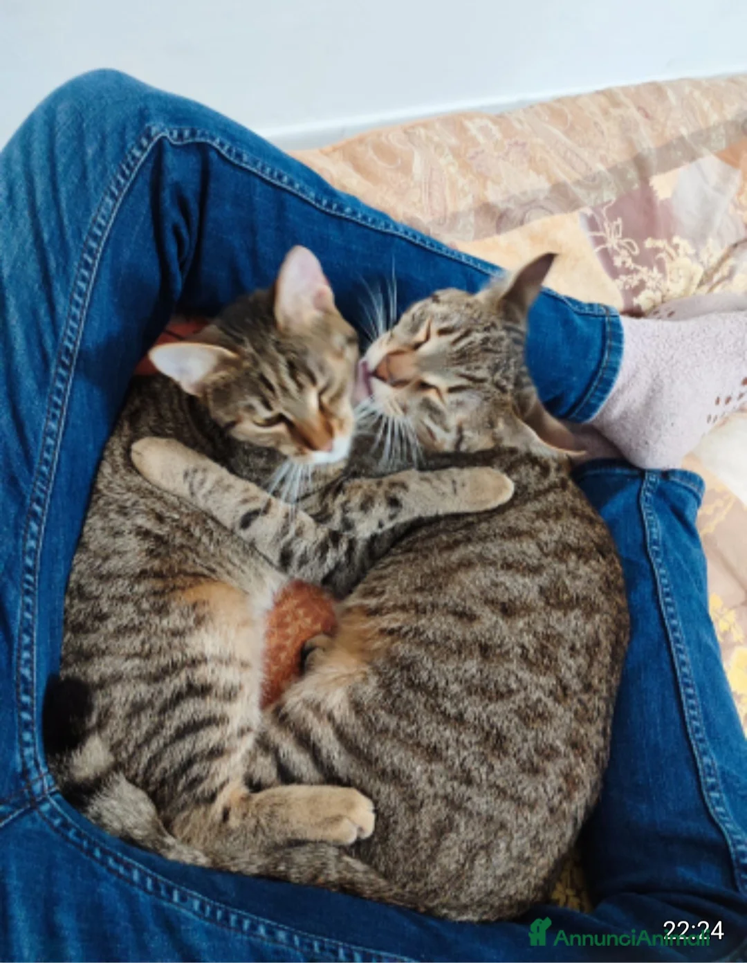 Europeo gatti in regalo: 2mici tigrati grigi 7mesi e 1/2 SOS CASA BARI - Annuncio 2