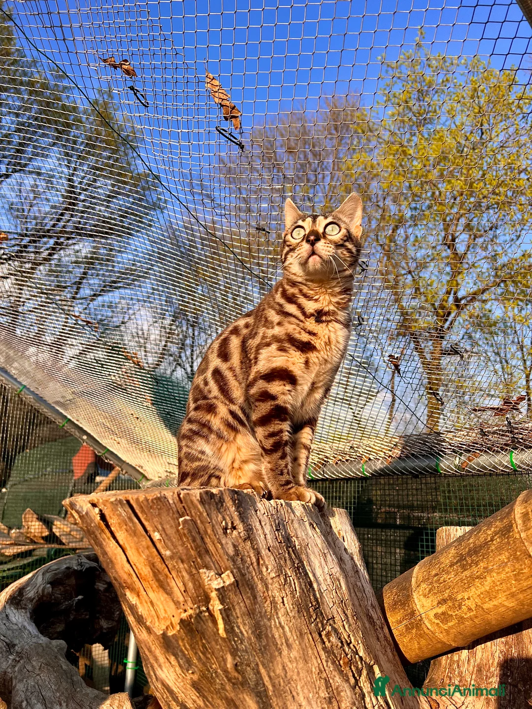 Immagine della galleria {{count}}