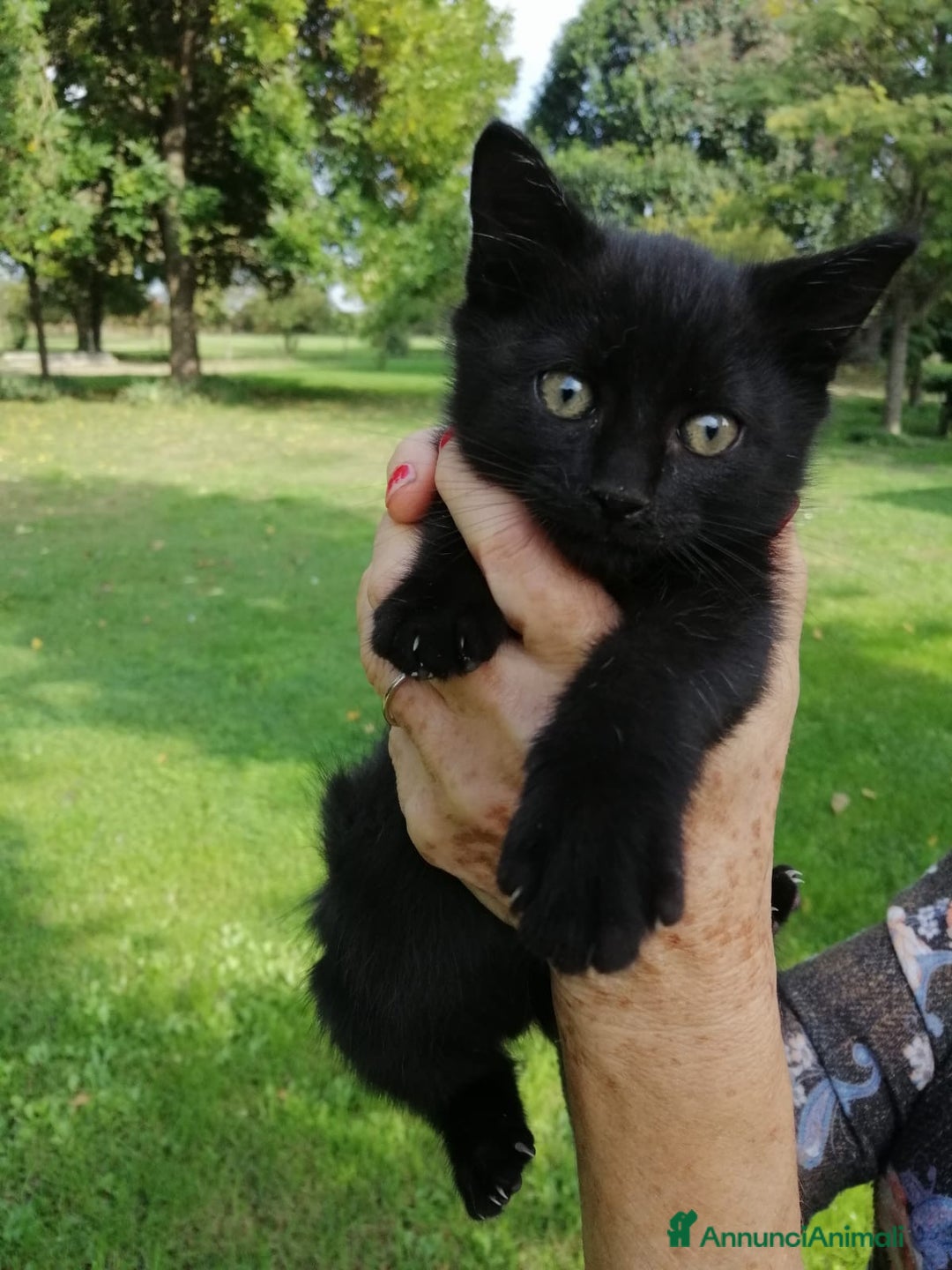 Europeo gatti in regalo: gatta 2 mesi e mezzo nera - Annuncio 8