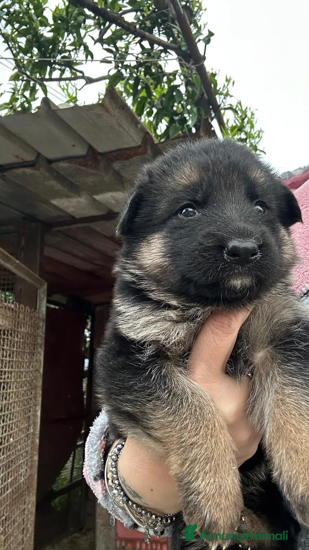 Pastore Tedesco cani in vendita: Cuccioli di pastore tedesco  - Annuncio 1