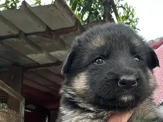 Pastore Tedesco cani Cuccioli di pastore tedesco - Annuncio 2