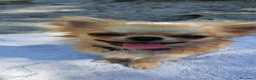 Chihuahua cani per accoppiamento: Chihuahua maschio cerca femmina per accoppiamento  a Provincia di Forlì-Cesena - Annuncio 6