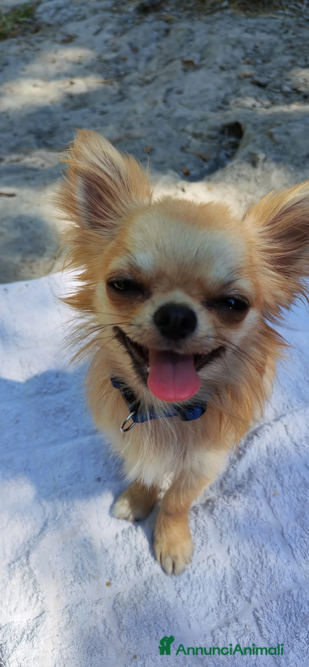 Chihuahua cani per accoppiamento: Chihuahua maschio cerca femmina per accoppiamento  a Provincia di Forlì-Cesena - Annuncio 6