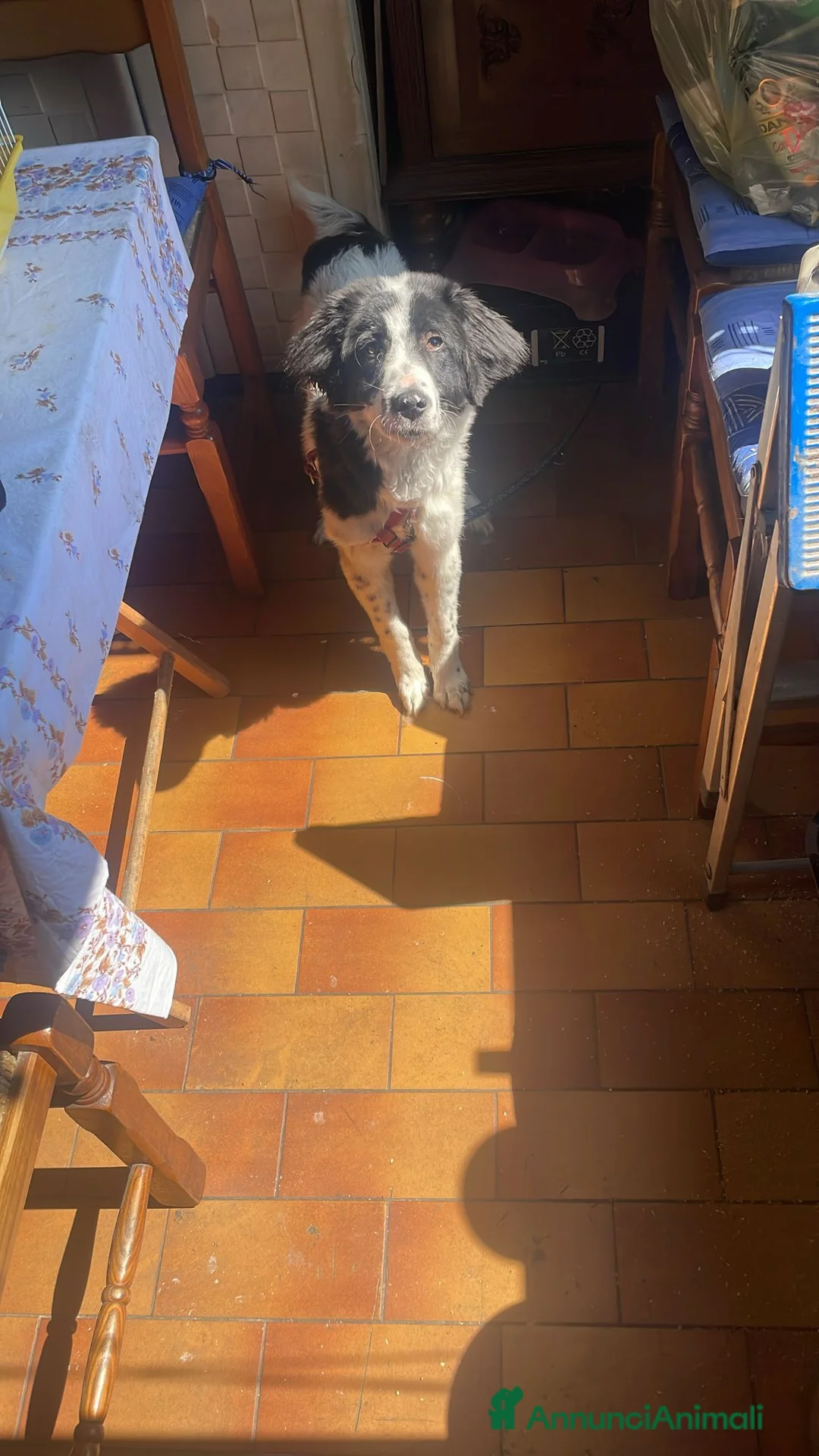 Border Collie cani in regalo: Cucciola  a Città Metropolitana di Firenze - Annuncio 1
