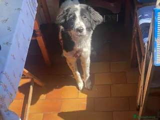 Border Collie cani Cucciola - Annuncio 1