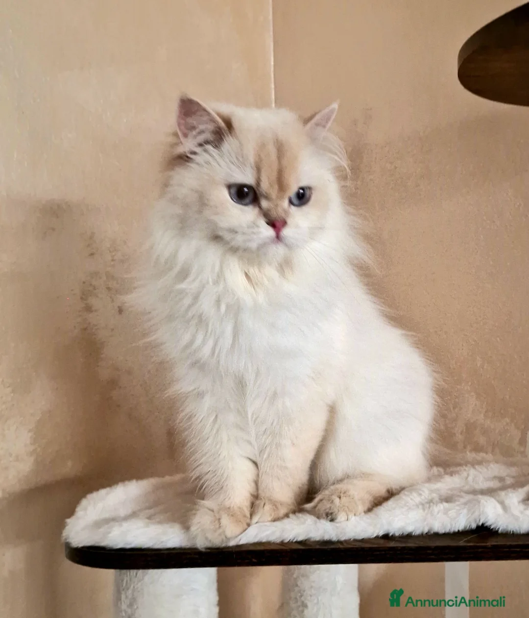 British gatti in vendita: DA RIPRODUZIONE GATTA BRITISH LONGHAIR  - Annuncio 2