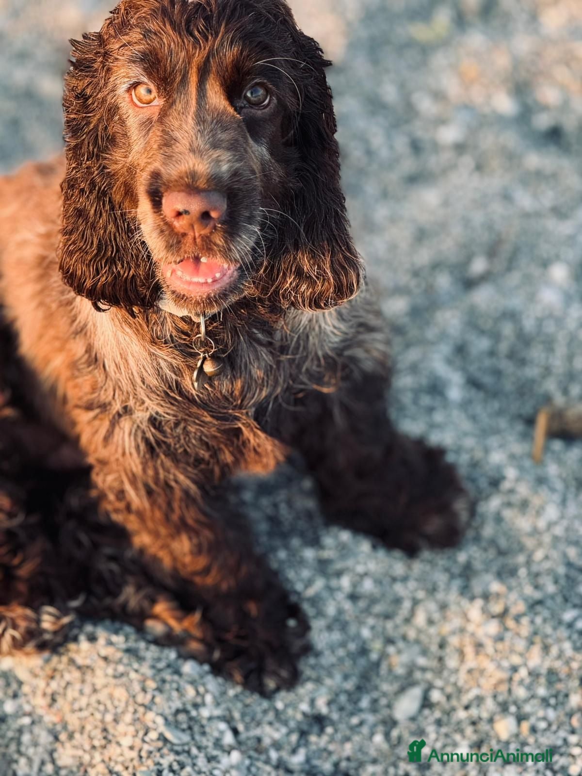 Cocker cani Prenotazioni cuccioli di English Cocker Spaniel  - Annuncio 27