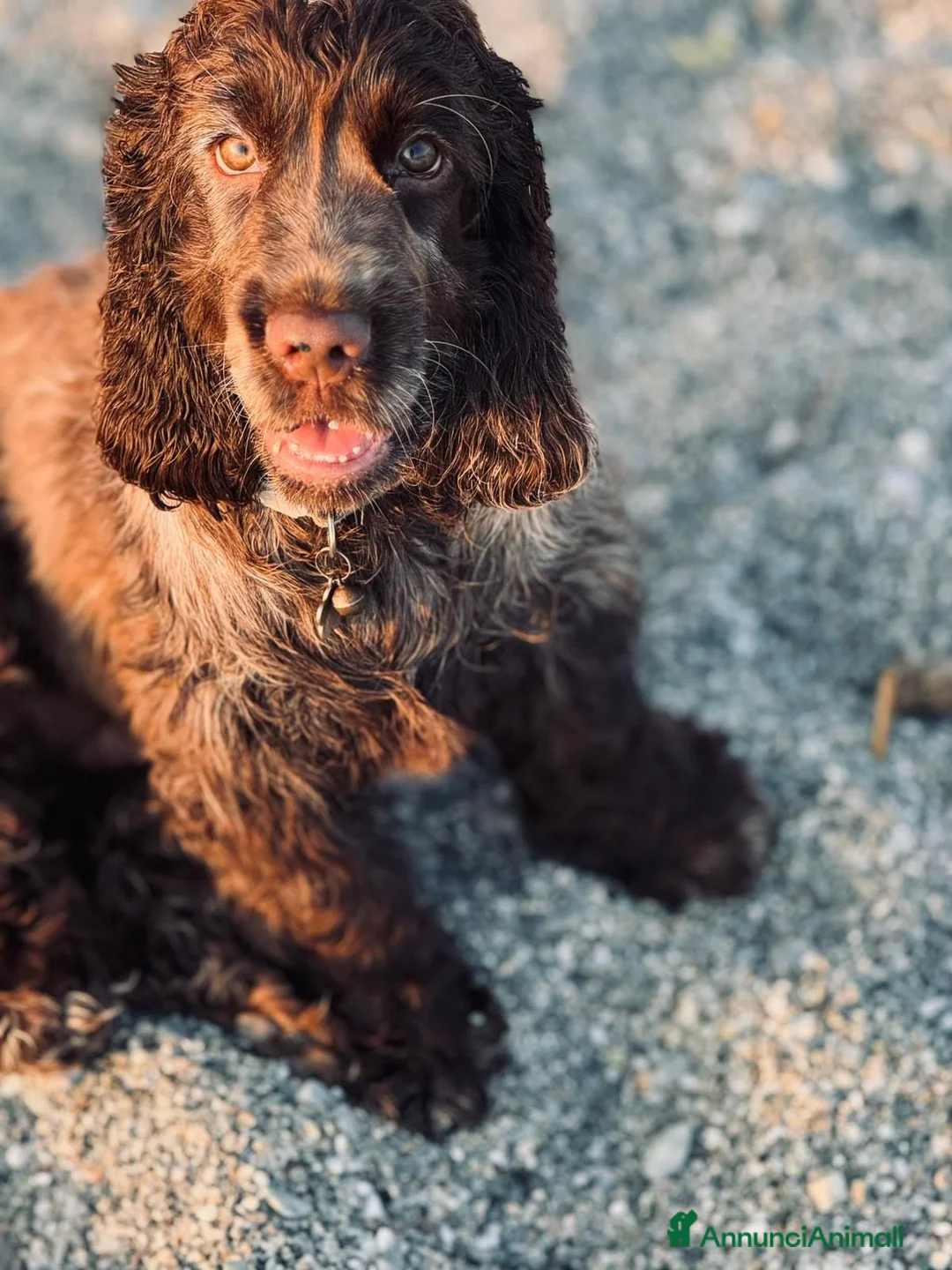 Cocker cani in vendita: Prenotazioni cuccioli di English Cocker Spaniel  a Provincia di Cosenza - Annuncio 1