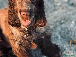 Cocker cani Prenotazioni cuccioli di English Cocker Spaniel - Annuncio 27