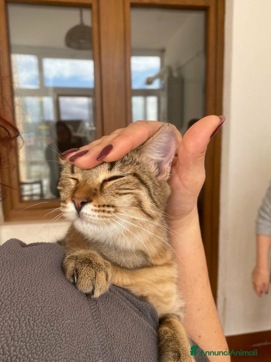 Europeo gatti in regalo: Marinella aspetta una famiglia tutta sua  - Annuncio 4