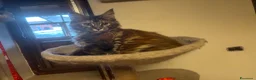Maine Coon gatti in vendita: cucciole di Maine coon con pedigree - Annuncio 3
