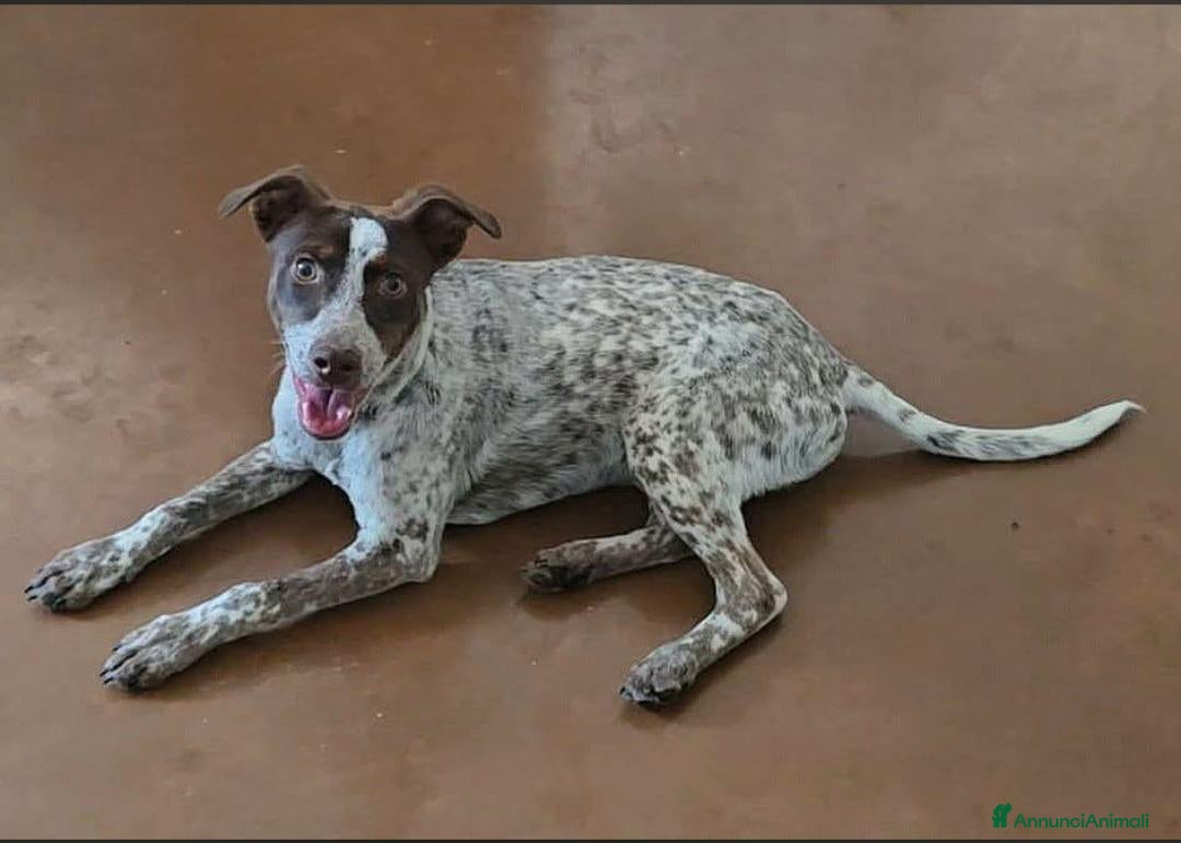 Meticcio cani Matisse 1 anno taglia media piccola  - Annuncio 10