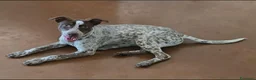 Meticcio cani in regalo: Matisse 1 anno taglia media piccola  - Annuncio 1