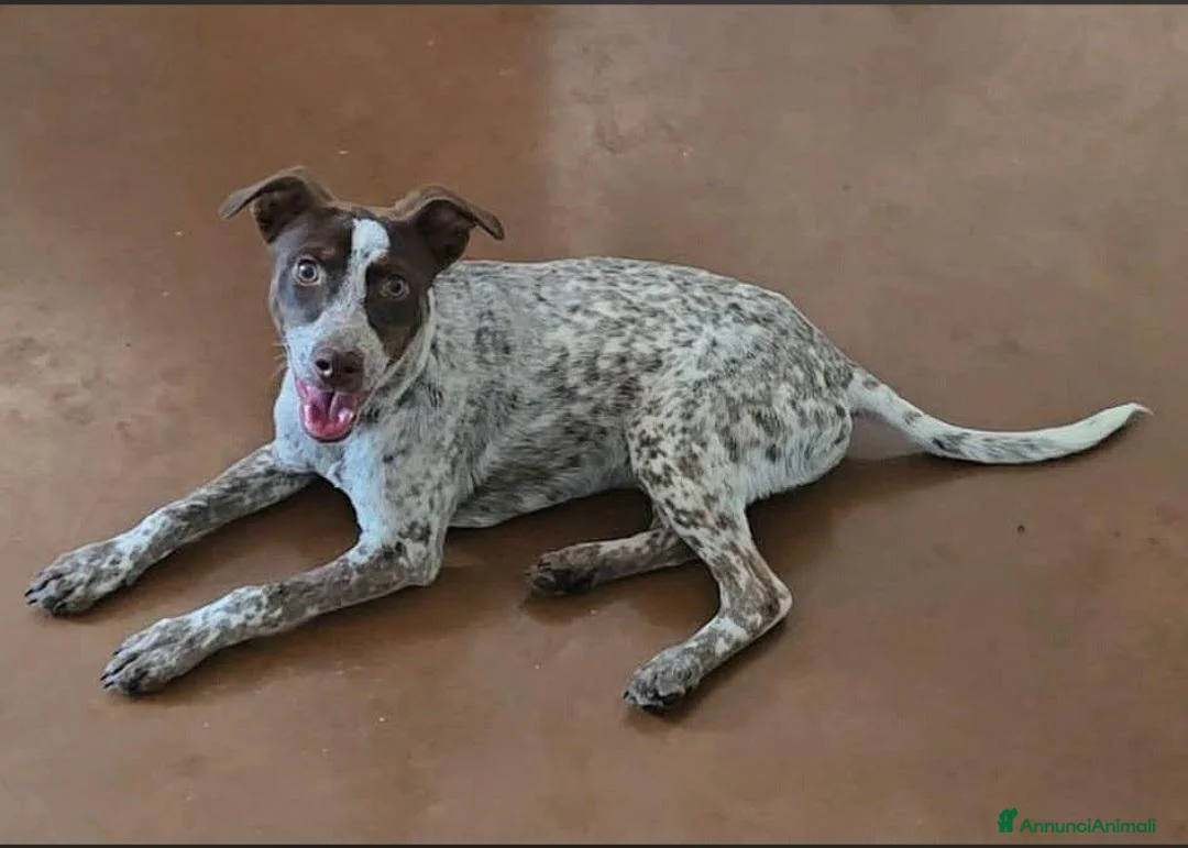 Meticcio cani in regalo: Matisse 1 anno taglia media piccola  - Annuncio 1