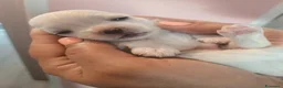 Maltese cani in vendita: Cucciolo maschietto maltese  - Annuncio 7