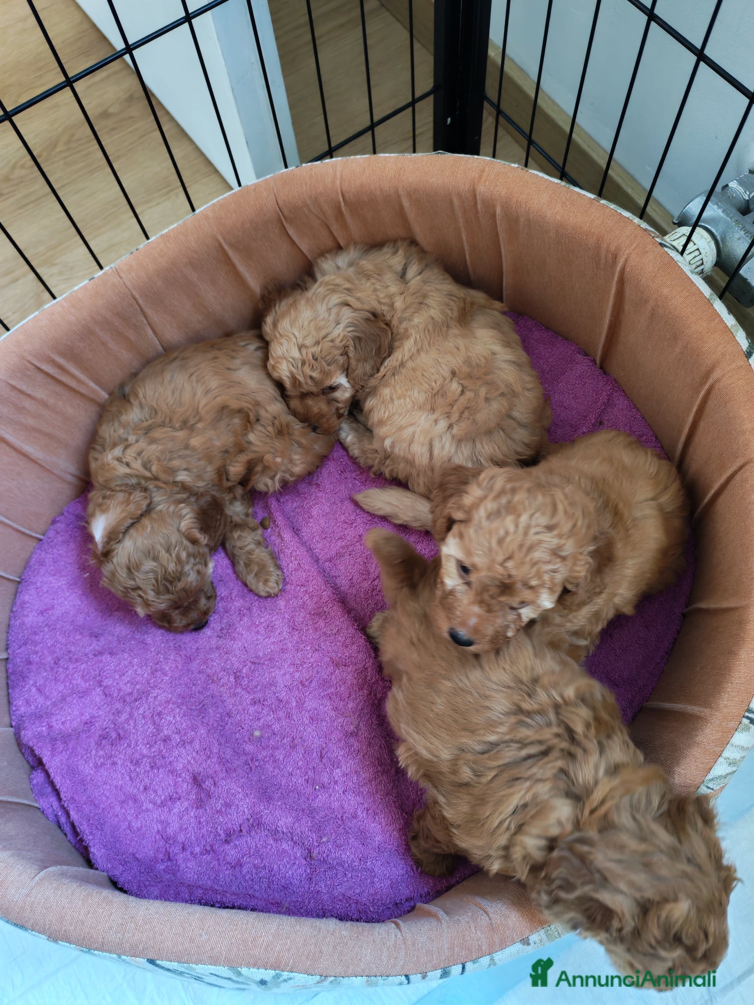 Barboncino cani Cuccioli BARBONCINI nani - Annuncio 2