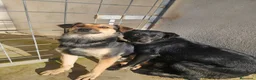 Meticcio cani in regalo: Andrea: 2 anni, timido e dolce - Annuncio 21