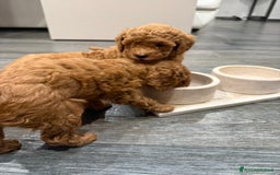 Barboncino cani in vendita: Barboncini nanetti 🐩🐩🐩 - Immagine 18