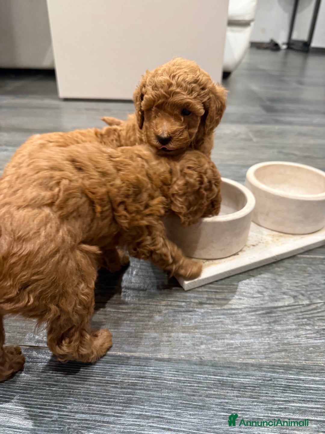 Barboncino cani in vendita: Barboncini nanetti 🐩🐩🐩 - Immagine 18