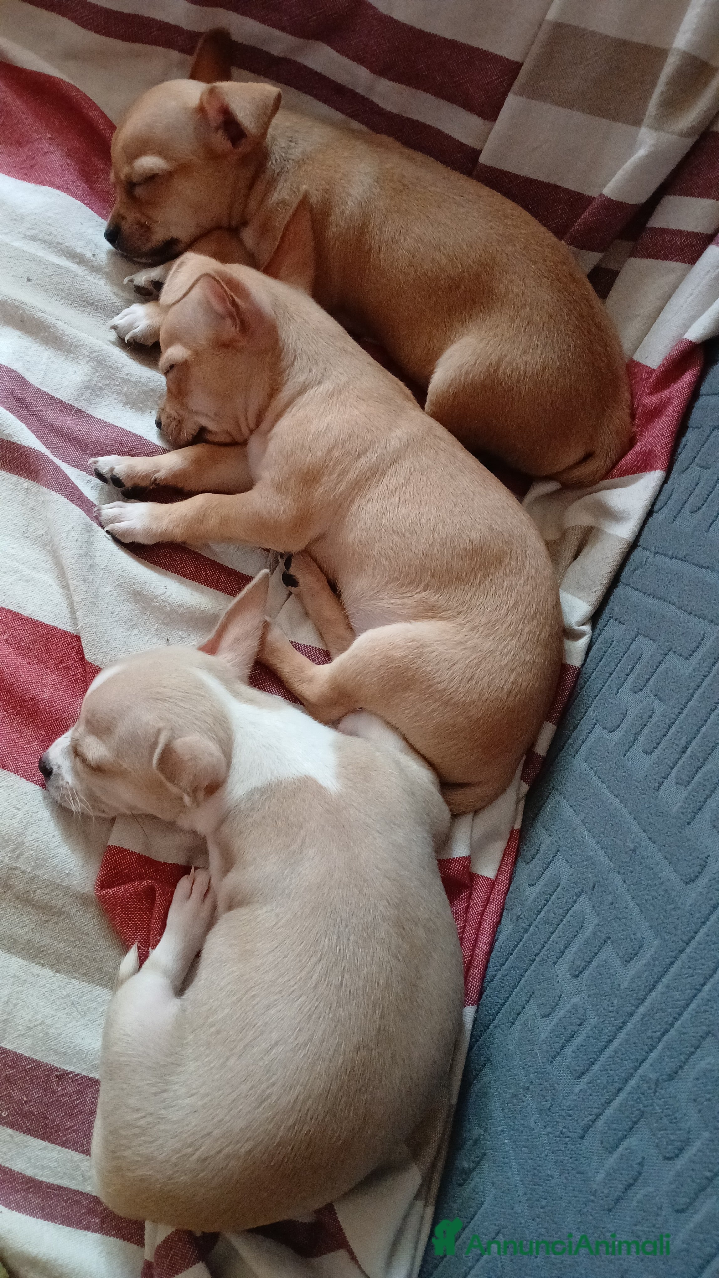 Chihuahua cani Cuccioli di chihuahua deliziosi a Città metropolitana di Roma Capitale - Annuncio 16