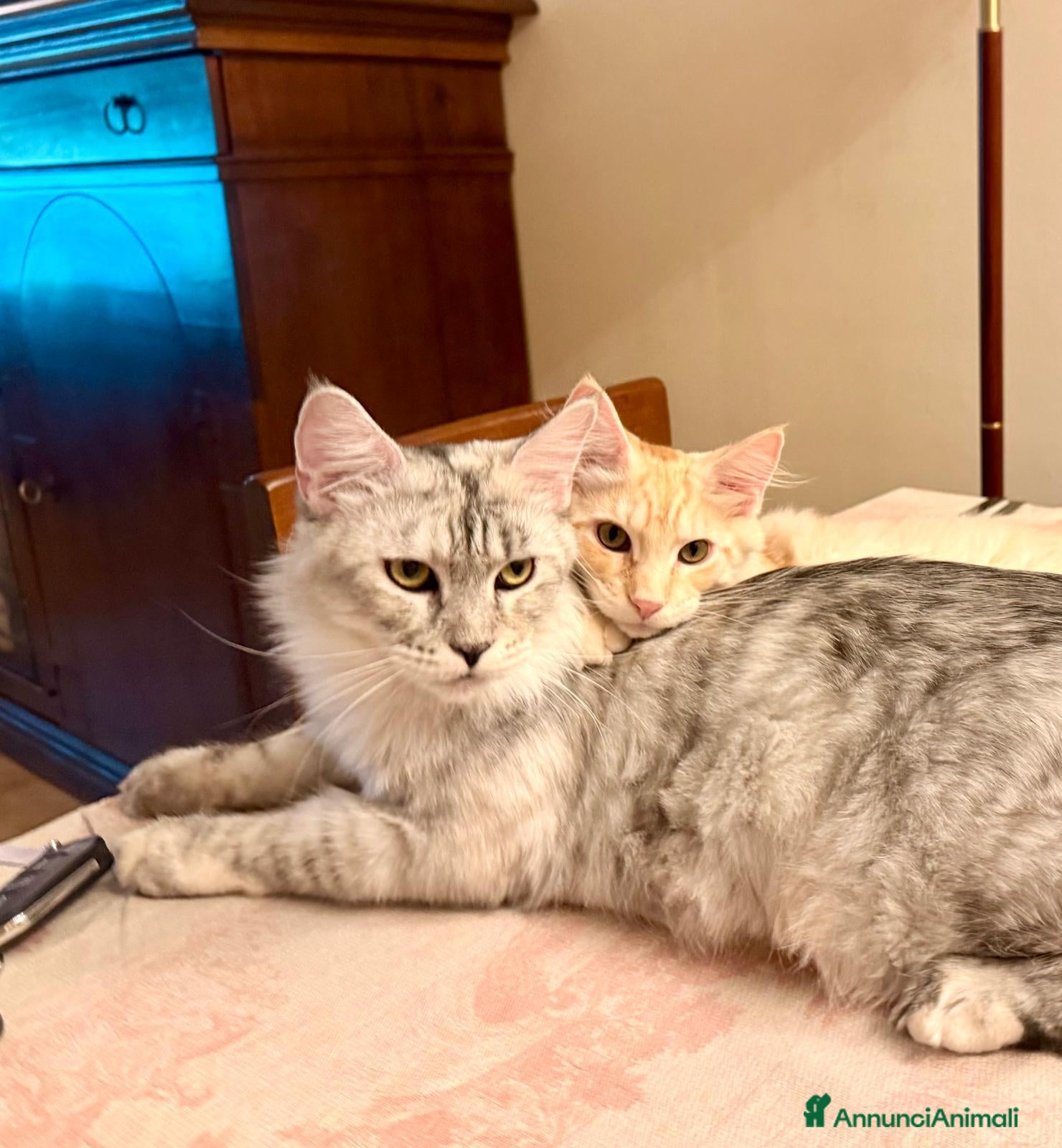 Maine Coon gatti Cuccioli di maine coon, uno red e uno black. - Annuncio 1