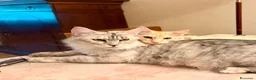 Maine Coon gatti in vendita: Cuccioli di maine coon, uno red e uno black. - Annuncio 1