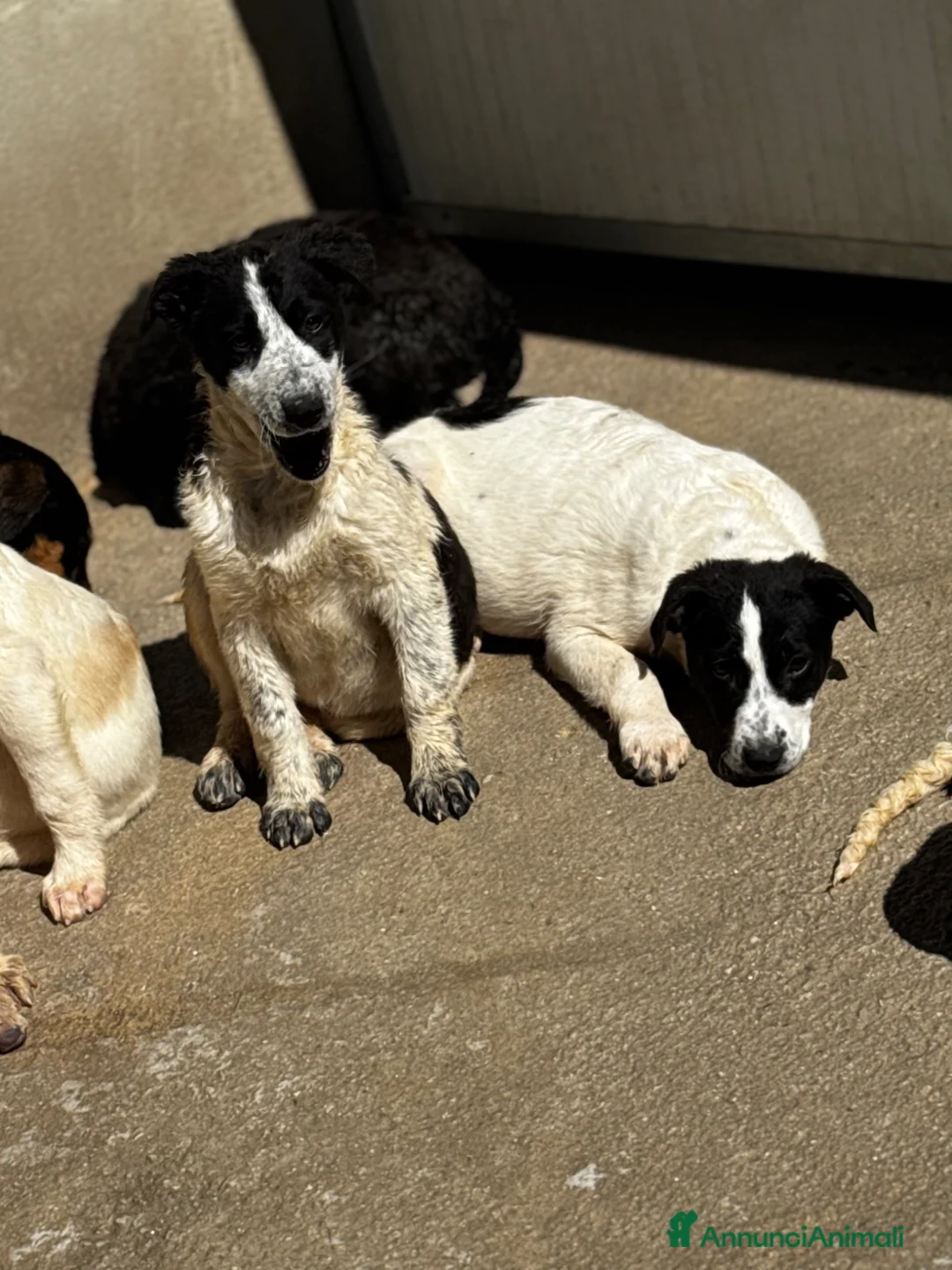 Meticcio cani in regalo: Olly cucciolo coccolone 4 mesi taglia media a Città Metropolitana di Genova - Annuncio 2