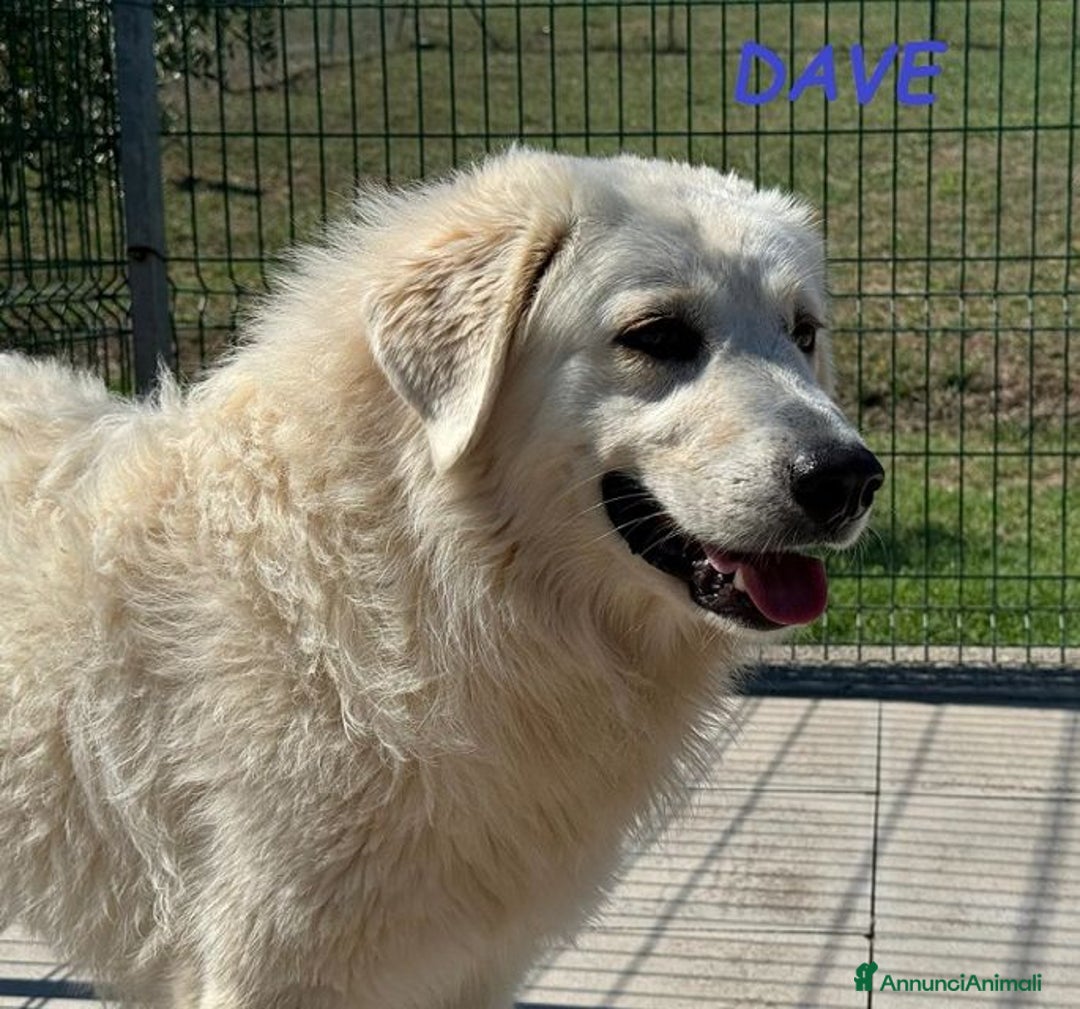 Meticcio cani in regalo: DAVE mite e buono - Annuncio 7