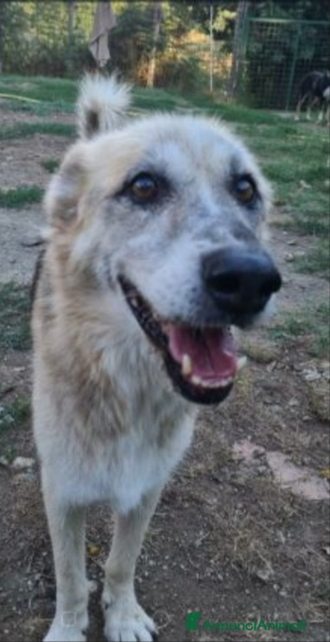 Meticcio cani in regalo: Pastorino 13anni MAI AVUTO 1CASA.LAZIO a Città metropolitana di Milano - Annuncio 4