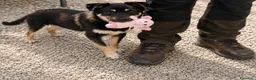 Meticcio cani in regalo: Cagnolino di taglia piccola  - Annuncio 2