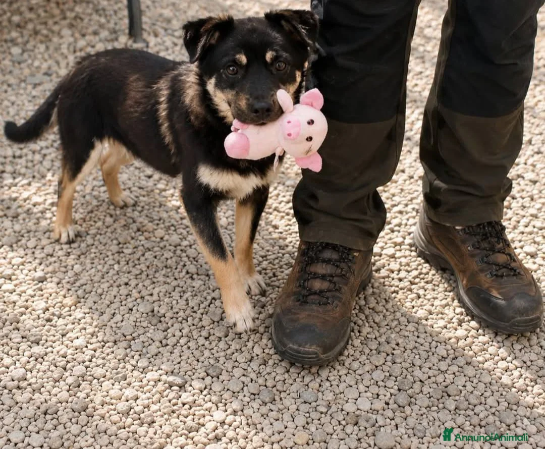 Meticcio cani in regalo: Cagnolino di taglia piccola  - Annuncio 2