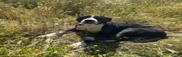 Meticcio cani in regalo: KURMO 💙-aiutaci!! È in mezzo alla strada, solo - Annuncio 5