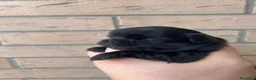 Chihuahua cani in vendita: Cucciole di chihuahua a pelo lungo - Annuncio 10