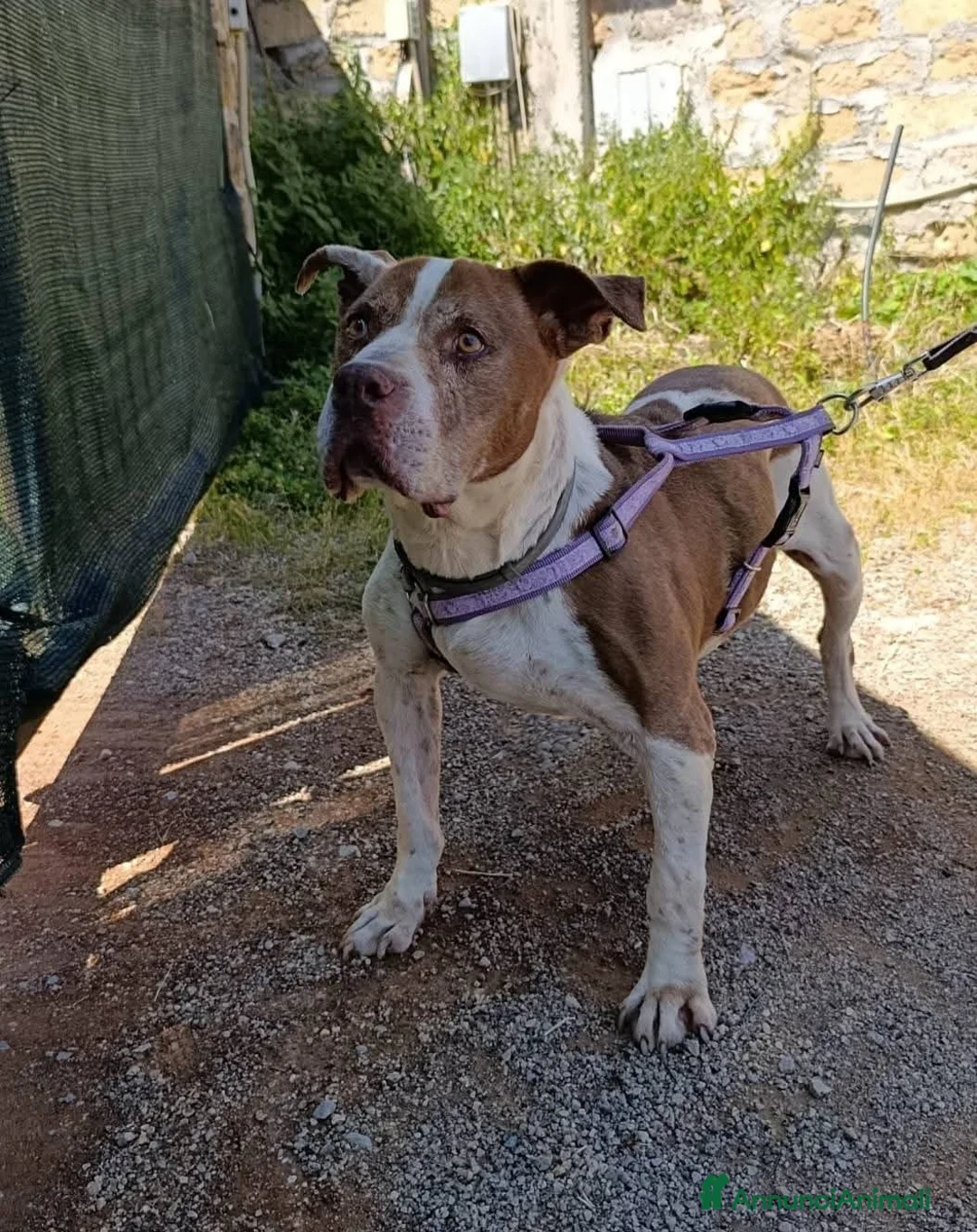 Pitbull cani in regalo: ADOZ.DEL💔: terminale,non ha mai avuto ,è sola a - Annuncio 5