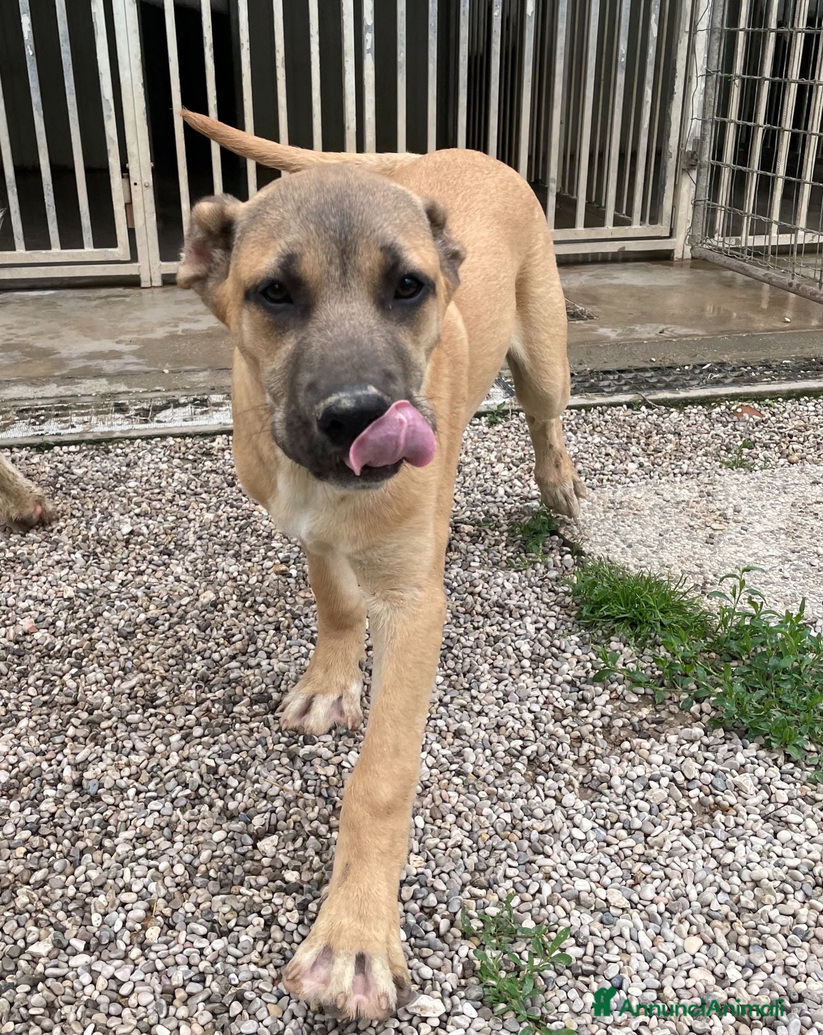 Meticcio cani Adotta Ronnie 7 mesi - Annuncio 4