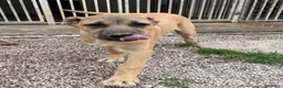 Meticcio cani in regalo: Adotta Ronnie 7 mesi - Annuncio 1